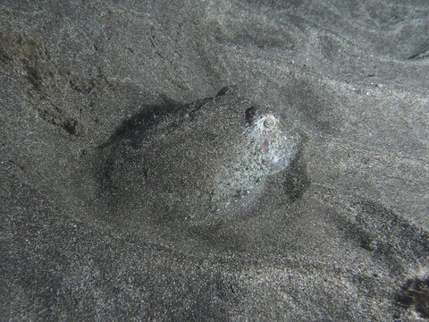 A juvenile Common cuttlefish (Sepia officinalis) lies well camouflaged in the lava sand of the seabed at night. Dive site Playa, Los Cristianos, Tenerife, Canary Islands, Spain