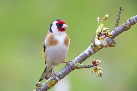 European goldfinch (Carduelis carduelis), Solms, Hesse