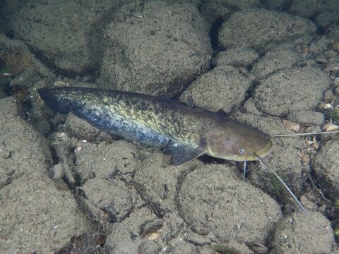 A catfish (Silurus glanis), Waller, rests on the rocky ground under water. Dive site Zollbr&uuml;cke, Rheinau, Canton Zurich, Rhine, High Rhine, Switzerland, Germany