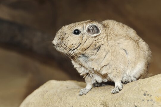 Gundi or common gundi (Ctenodactylus gundi), captive, occurring in North Africa