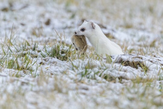 Stoat (Mustela erminea), in winter fur on a snow-covered meadow with field mouse (Microtus arvalis) in the catch, Swabian Alb biosphere reserve, Baden-W&uuml;rttemberg, Germany