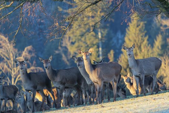 A herd of female red deer (Cervus elaphus) stands in a hoar frosted meadow, A forest can be seen in the background