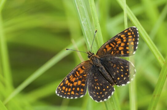 Valerian moth, false heath fritillary, melitaea diamina, swamp meadow moth, butterfly, insects, butterfly, butterflies, butterflies
