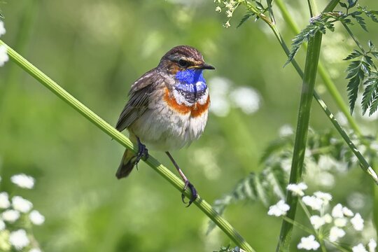 White-starred bluethroat (Luscinia svecica cyanecula), male, perched on wood chervil (Anthriscus sylvestris), songbird, wildlife, Ochsenmoor, nature photography, D&uuml;mmer See nature park Park, H&uuml;de, Lower Saxony, Germany