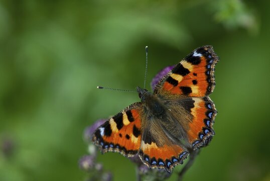 Aglais urticae, little fox, nymphalis urticae, small tortoiseshell, butterfly, insects, butterfly, butterflies