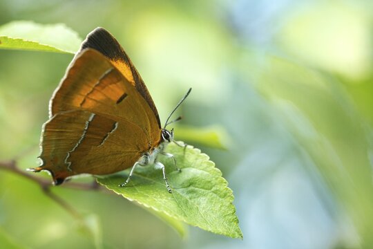 Birch tip, kidney spot, thecla betulae, brown hairstreak, butterfly, female, insects, butterfly, butterflies, butterflies, female