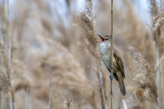 Acrocephalus Arundinaceus, Brandenburg, Germany, throttle warbler, Great Reed Warbler, Nabu, Nabu project, national natural heritage, natural paradise Gr&uuml;nhaus, post-mining landscape, birds, call, song, green house, passeri, singing, songbirds, birds, warbler