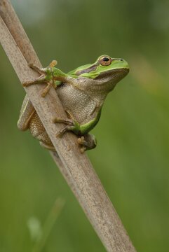 Eastern tree frog, hyla orientalis, tree frog, amphibians, amphibians, Bulgaria, frog, frog, high size, portrait format, amphibians, eastern tree frog