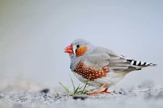 Australian zebra finch (Taeniopygia guttata castanotis), male, escaped pet bird, native to Australia, North Rhine-Westphalia, Germany