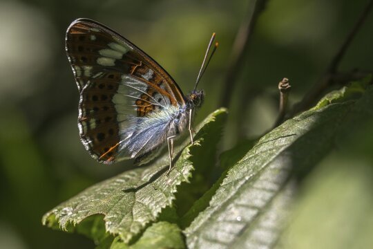 Small kingfisher, Ladoga camilla, limenitis camilla, white admiral, butterfly, insects, butterfly, butterflies