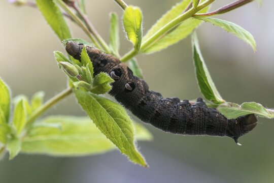 Deilephila Elpenor, medium wine swarmer, sphingidae, butterfly, elephant hawk moth, insects, large elephant hawk moth, moths, moths, moths, caterpillar, butterfly, swarmer, wine swarmer