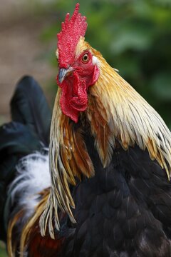 Domestic chicken (Gallus gallus domesticus) Animal portrait, Germany