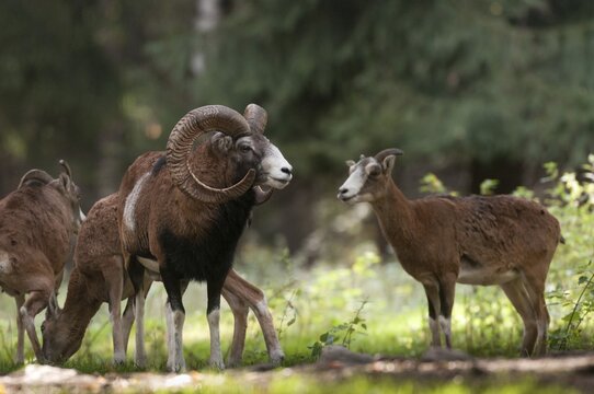 Artiodactyla, even-toed ungulate, mouflon, mouflon, mouflon, ovis gmelini musimon, cloven-hoofed, mammals, sheep, mammals, rams, game