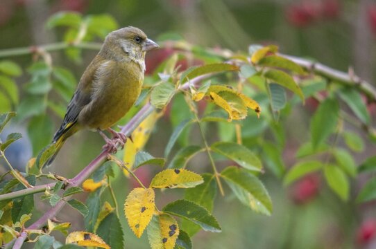 Carduelis chloris, chloris chloris, greenfinch, greenfinch, greenfinch, dog rose, pink canina, rosaceae, rose family, autumn, birds, dog rose, flora, hedge, autumn, passeri, plants, songbirds, birds