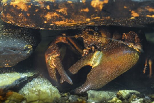 American crayfish, astacoid, astacus leniusculus, crayfish, Californian crayfish, pacifastacus leniusculus, signal crayfish