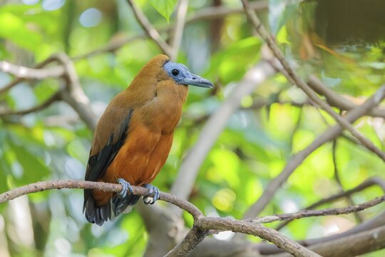 A capuchin bird (Perissocephalus tricolor) sits on a branch in a green tropical forest. It is found in northeastern South America, north of the Amazon and east of the Rio Negro in Colombia, Venezuela, Brazil, and the Guianas