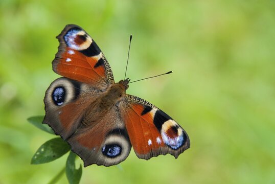 Aglais io, Inachis io, Nymphalis io, peacock butterfly, butterfly, insects, butterfly, butterflies, butterflies
