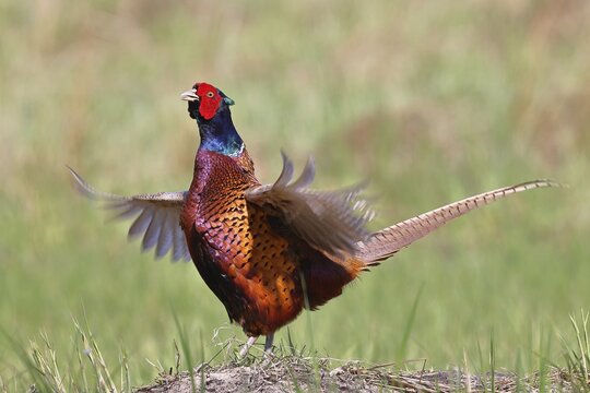 Pheasant, hunting pheasant (Phasianus colchicus), adult male bird during mating call in a meadow, territory demarcation, wildlife, Lembruch, Ochsen Moor, D&uuml;mmer nature park Park, Lower Saxony, Germany