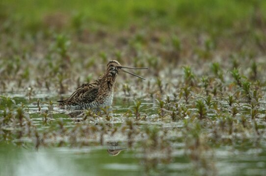 Common snipe, gallinago gallinago, snipe, bath, birds, charadriiformes, limikolen, snipe birds, scolopacidae, birds, waders, waders
