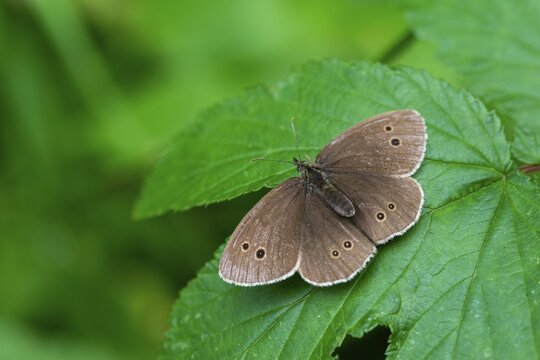 Aphantopus hyperantus, brown forest bird, ringlet, chimney sweep, forest bird, butterfly, insects, butterfly, butterflies