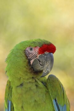 Great green macaw (Ara ambigua), animal portrait, captive, Hesse, Germany