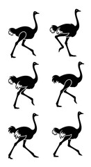 Obraz premium Ostrich bird silhouettes in motion.