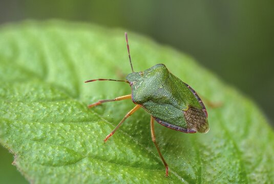 Common stink bug, common greenling, green pentatomide bug, green stink bug, heteroptera, palomena prasina, stink bug, green shield bug, insects, bugs