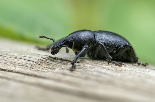 Carrot weevil, curculionidae, chervil weevils, liparus coronatus, weevils, beetles, coleoptera, insects, beetles