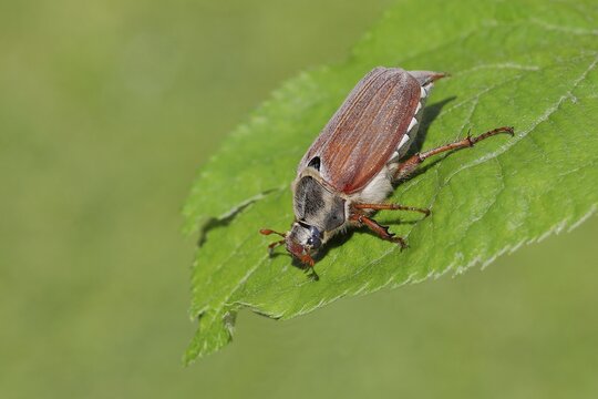Cockchafer, field cockchafer (Melolontha melolontha), female on a leaf, Wilnsdorf, North Rhine-Westphalia, Germany