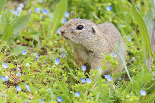 An adult ground squirrel (Spermophilus citellus) eats leaves and flowers on a cloudy day in a green meadow. Austria