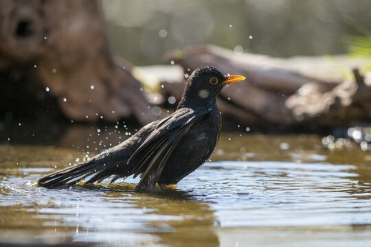 Blackbird, Turdus Merula, Bath, Bird Bath, Birds, Passeri, Songbirds, Songbirds, Potion, Birdbath, Birds, Watering Place