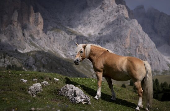 Horse in the pasture, Geisler Group, Puez-Odle nature Park, Seceda, Val Gardena, Trentino, South Tyrol, Italy
