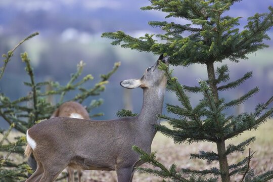 A female roe deer (Capreolus capreolus) stands in a meadow and nibbles on the needles of a fir tree