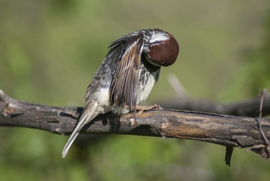Passer hispaniolensis, Spanish sparrow, willow sparrow, birds, Bulgaria, male, passeri, songbirds, sparrows, birds
