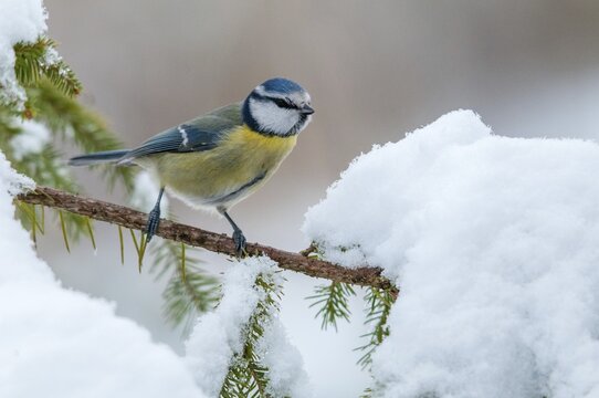 Blue tit, parus caeruleus, birds, tit, passeri, snow, songbirds, snow, songbirds, tits, birds, winter