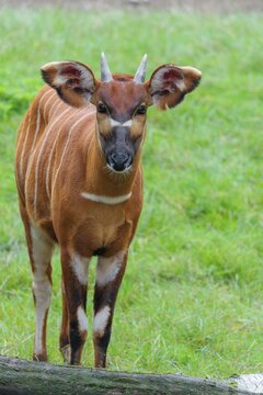 Portrait of an Eastern Bongo (Tragelaphus eurycerus isaaci)