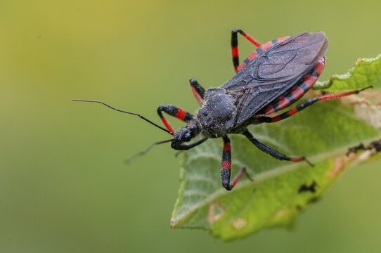 Ringed murder bug, heteroptera, murder bug, red-banded assassin bug, reduviidae, rhinocoris annulatus, rhynocoris annulatus, insects, predatory bugs, bedbugs