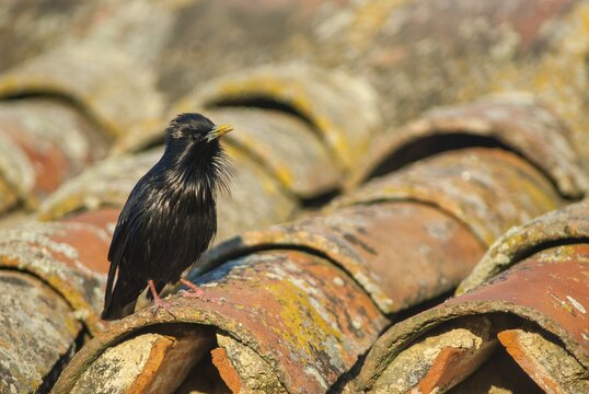 Monochrome starling, spotless starling, sturnus unicolor, birds, extremadura, passeri, songbirds, Spain, birds