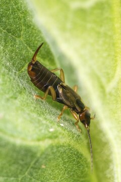 Dermaptera, earwigs, European earwig, forficula auricularia, common earwig, earwig, high size, portrait format, insects