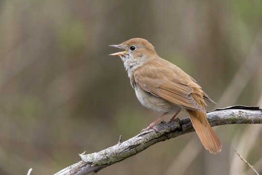 Luscinia megarhynchos, nightingale, birds, song, passeri, singing, songbirds, sining, songbirds, birds