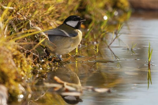 Great tit, great tit, parus major, bath, bird bath, birds, tit, passeri, songbirds, songbirds, tits, potions, birdbath, birds, watering place