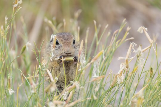 A young European ground squirrel (Spermophilus citellus) eats seats, leaves and flowers in a green meadow with tall vegetation on a cloudy day. Austria