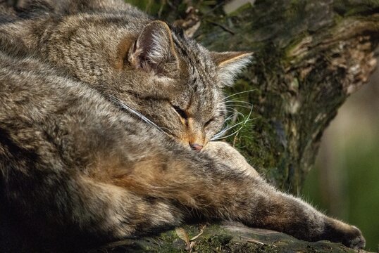 Carnivora, felis silvestris, predators, wildcat, mammals, raptors, sleep, mammals