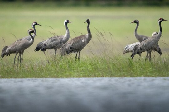 Brandenburg, Crane, Germany, Grus Grus, Crane, Nabu, national natural heritage, Gr&uuml;nhaus natural paradise, post-mining landscape, birds, gruidae, gruiformes, greenhouse, crane birds, waitbirds, birds