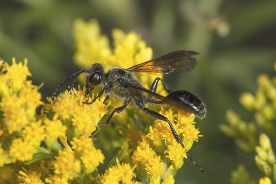 A steel-blue Isodontia mexicana with a long body perches on a yellow flower of Solidago canadensis against a soft background, Baden-W&uuml;rttemberg, Germany