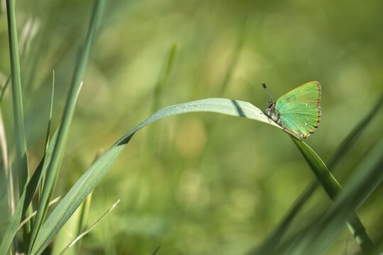 Blackberry tip, Callophrys rubi, gren hairstreak, green pointed butterfly, insects, butterfly, butterflies, butterflies