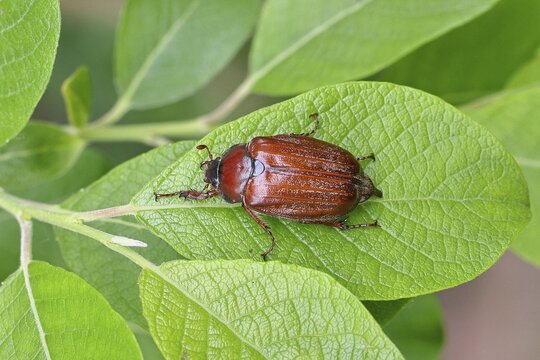 May beetle, wood cockchafer (Melolontha hippocastani), female, on leaf of a willow (Salix caprea), close-up, Wilnsdorf, North Rhine-Westphalia, Germany