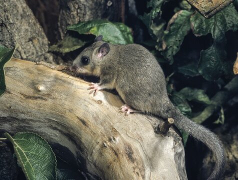 Edible dormouse, fat dormouse, glis glis, rodents, rodentia, dormouse, bilche, bolt, dormice, dormouse, mammals, rodents, sleepers, mammals