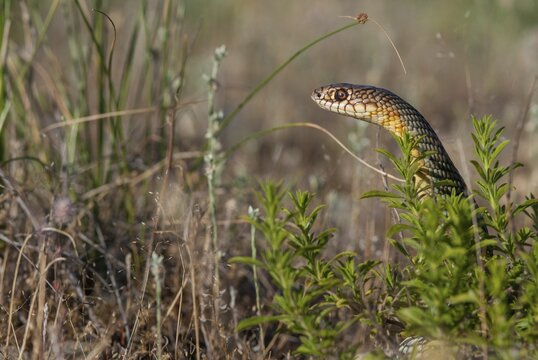 Dolichophis Caspius, European Whip Snake, Caspian Snake, Caspian Snake, Caspian Wrath Snake, Critters, Greece, Reptilia, Reptilia, Reptiles, Snakes, Snakes