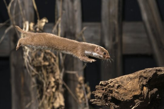 Carnivora, least weasel, mouse weasel, mustela nivalis, predators, bolt, mammals, raptors, jump, mammals